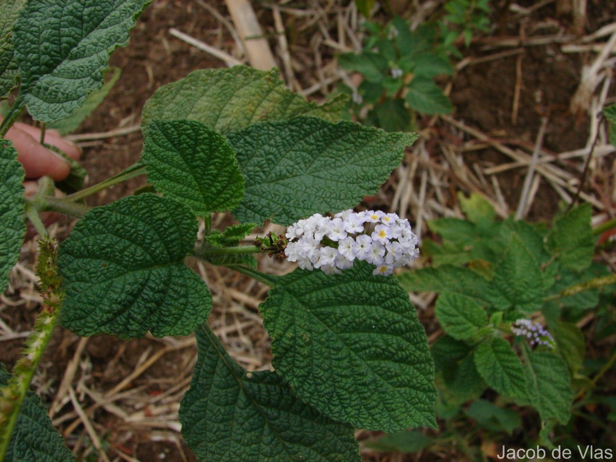 Heliotropium indicum L.